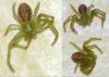 Diaea dorsata
